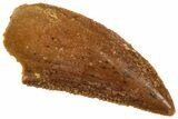 Serrated Raptor Tooth - Real Dinosaur Tooth #358025-1